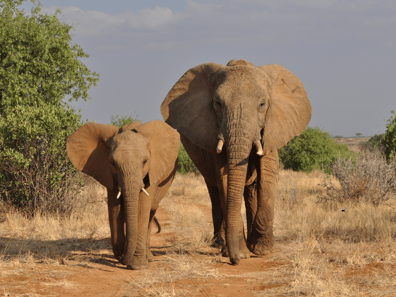 5 DAYS TANZANIA SAFARI