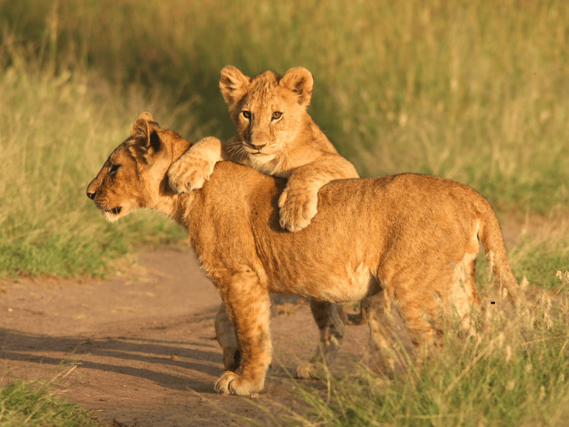 6 DAYS TANZANIA SAFARI