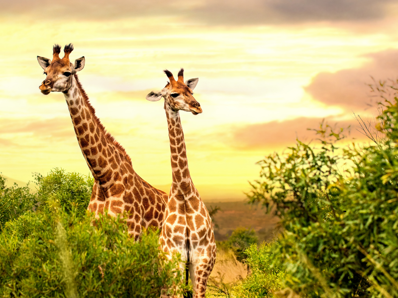 7 DAYS TANZANIA SAFARI