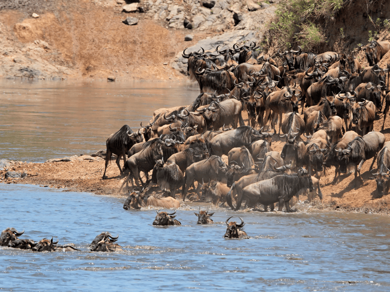 9 DAYS GREAT MIGRATION